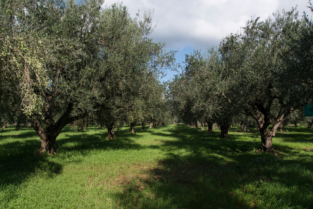 olive oil in Ancient Greece