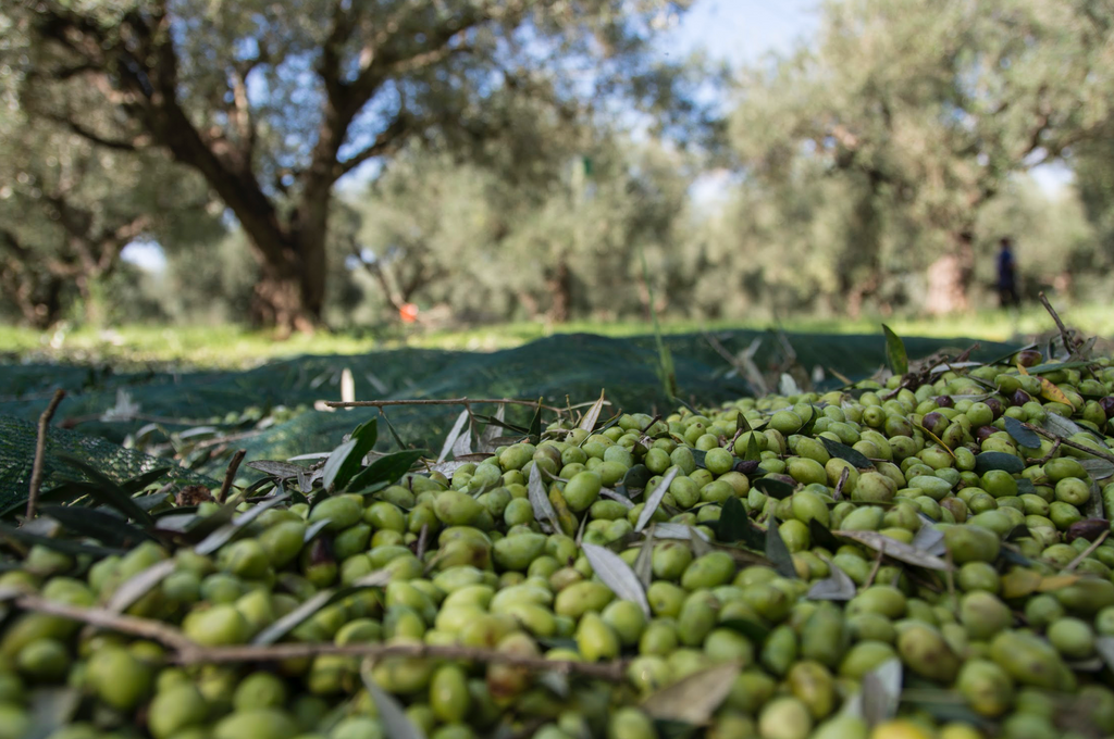 allio olive oil harvest
